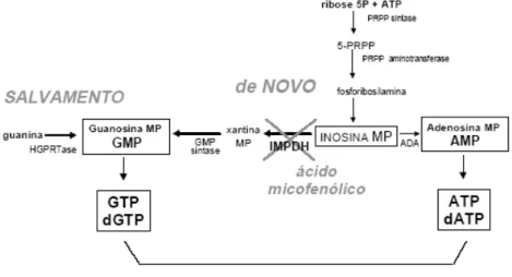 Figura 1.6 - Metabolismo das purinas  Fonte: NORONHA et al. (1997, p.399). 