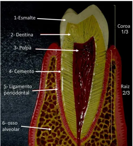 FIGURA 3.1 – Esquema ilustrativo das camadas formadoras dos dentes e   estruturas  de suporte