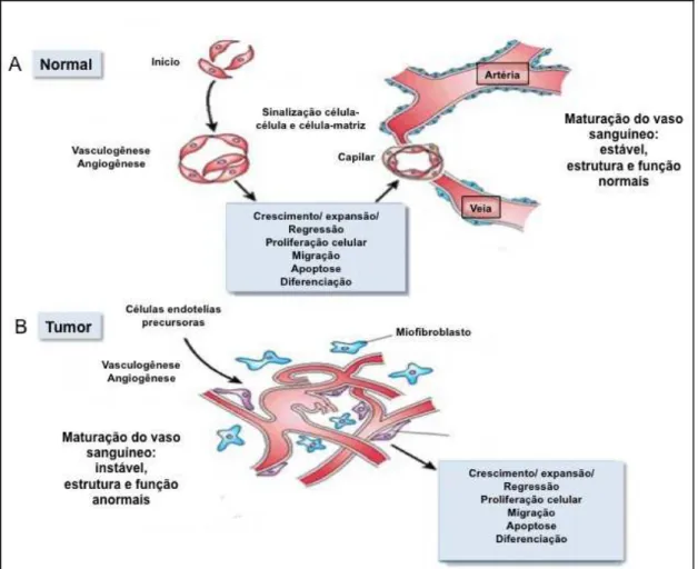 Figura  2:  Esquema  de  descrição  de  etapas  do  processo  de  angiogênese  em  que 