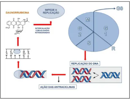 Figura  6:  Esquema  de  etapas  do  ciclo  celular,  destacando  o  mecanismo  de  ação 