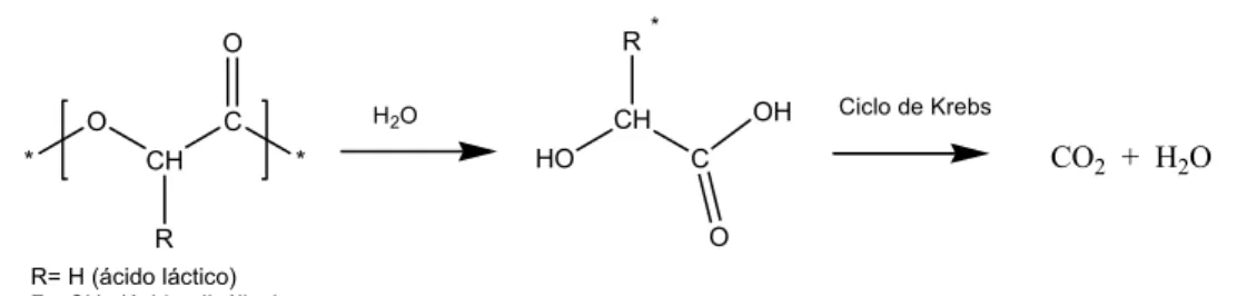 Figura  8:  Representação  da  reação  de  hidrólise  do  PLGA,  mostrando  os  produtos 
