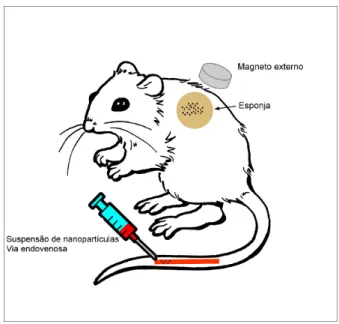 Figura  12:  Esquema  simplificado  do  experimento  in  vivo  utilizando  o  modelo  de 