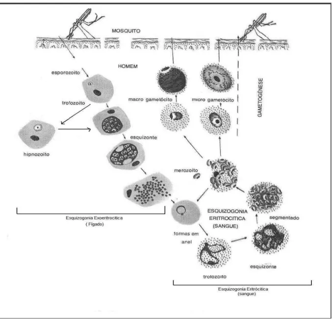 Figura 2 –  Ciclo de vida do Plasmodium vivax. 