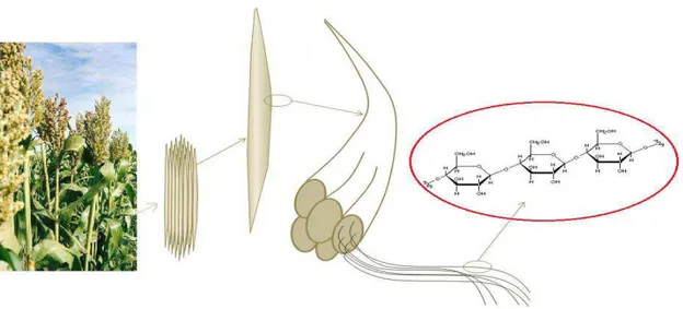 Figura 8 Celulose - Polímero linear de moléculas de D-glicose. 