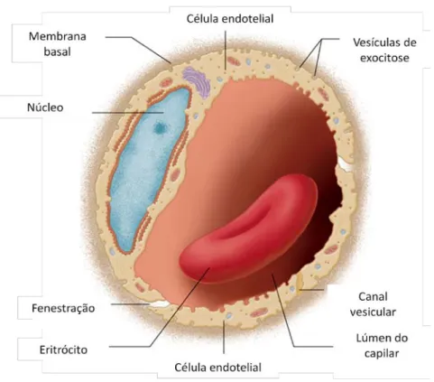 Figura 1.3 - Esquema de uma secção transversal de um capilar, mostando as células endoteliais  e a membrana basal