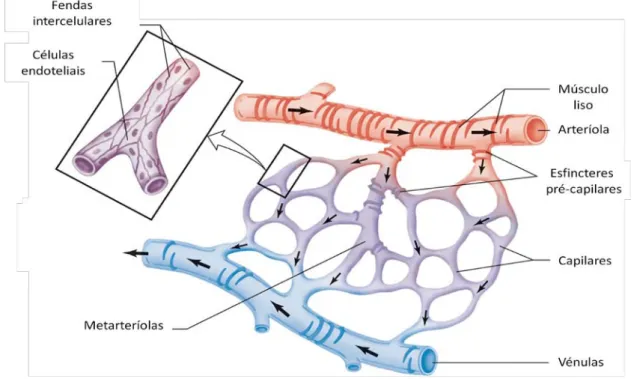 Figura 1.4 - Esquema geral da unidade microcirculatória, mostrando os capilares, os esfíncteres  pré-capilares, as arteríolas e as vénulas