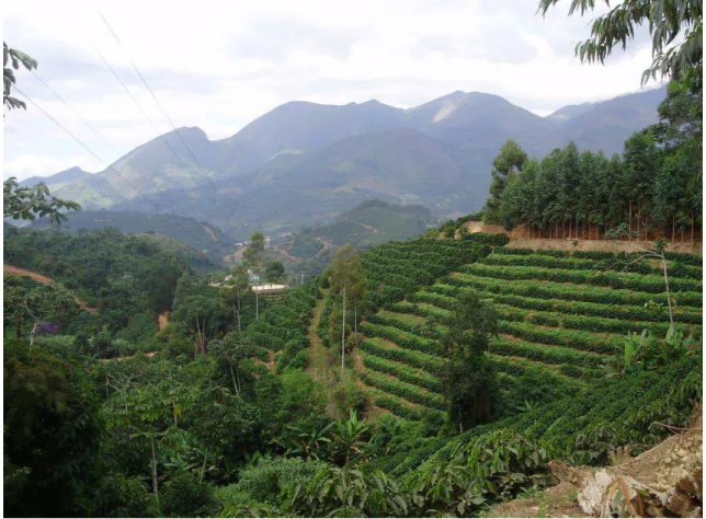 Figura 2 - Paisagem típica da cafeicultura nas Matas de Minas. Lavouras em áreas montanhosas do município  de Manhumirim