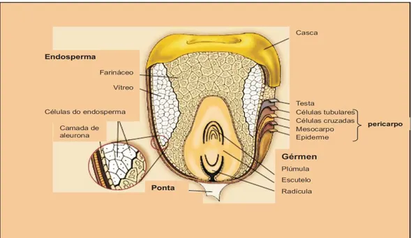 Figura 2- Anatomia do grão de milho.  FONTE: ENCYCLOPEDIA BRITANNICA, 2006.    