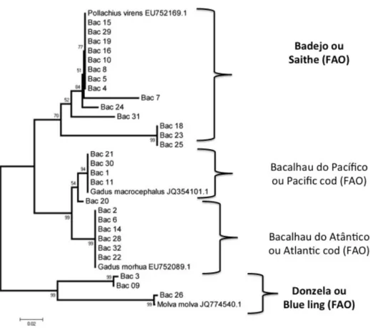 Figura 2: Árvore de haplótipos dos peixes comercializados como Bacalhau.  