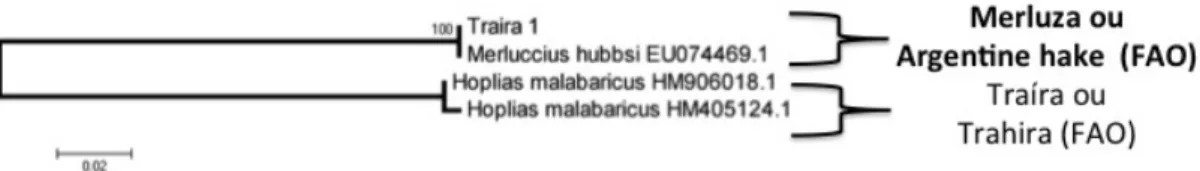 Figura 5: Árvore de haplótipos dos peixes comercializados como Traíra.  