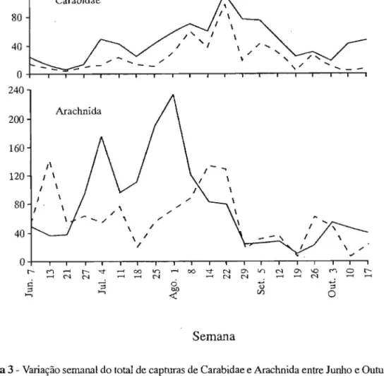 Figura  3 - Varia&#34;ao semanal do total de capturas de Carabidae e Arachnida entre Junho e Outubro de  1996 nas  .Arribanas e Lourais