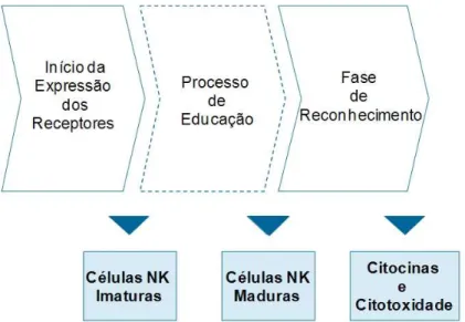 FIGURA 3.6 – Principais etapas encontradas na literatura para o ciclo de vida das c´elulas NK