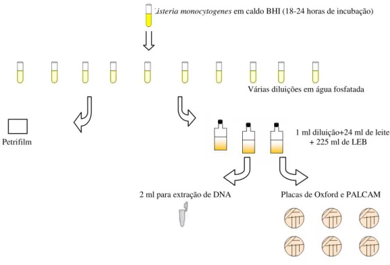 Figura  2:  Fluxograma  de  comparação  dos  métodos  de  PCR  e  convencional  para  detecção  de  Listeria  monocytogenes