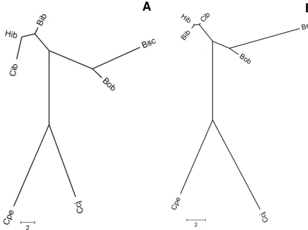 Figura  7.  Dendrogramas  não-enraizados  mostrando  as  relações  fenéticas  entre  populações  de  Cattleya  coccinea  (Ccj  e  Cpe),  C