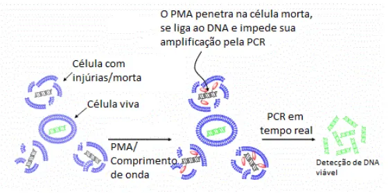 Figura 1: Princípio da modificação causada pelo PMA na detecção de células bacterianas viáveis por PCR em Tempo Real