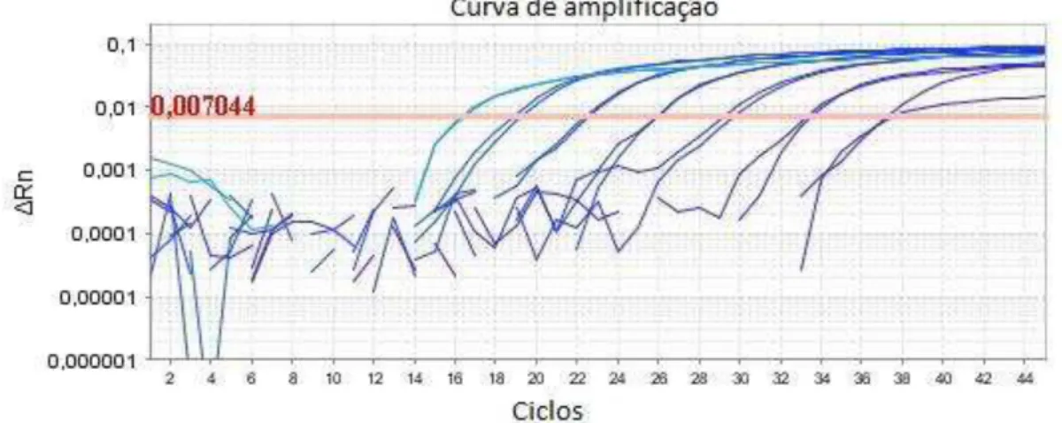 Figura 3: Curva padrão de PCR em Tempo Real com DNA de Campylobacter jejuni diluído em base 10 de 20ng a  2fg, correspondente a 10 7  a 10 1  bactérias, respectivamente