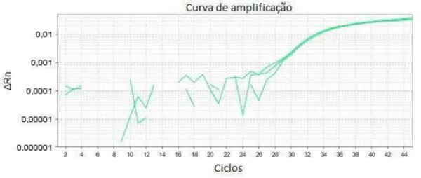 Figura 3. Curva de amplificação de DNA de amostra resfriada analisada pela metodologia da PCR em  tempo real sem tratamento com PMA 