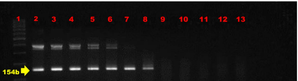 Figura 6: Avaliação da sensibilidade da PCR Semi Nested (PCR-SN) na detecção do gene pol do BIV, 