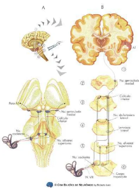 Figura 1.1: Todos os níveis do SNC apresentam componentes do sistema auditivo. A é uma vista dorsal do tronco encefálico, do ângulo assinalado pela luneta no pequeno encéfalo acima