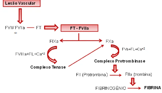 FIGURA 1 - Representação esquemática do papel do FVII na coagulação sanguínea 