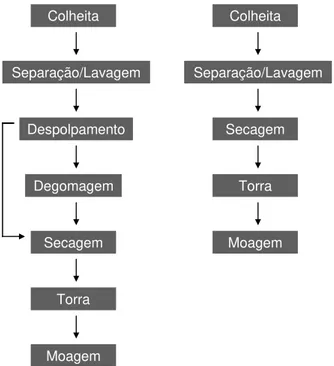 Figura 3 - Fases do processamento do café. 