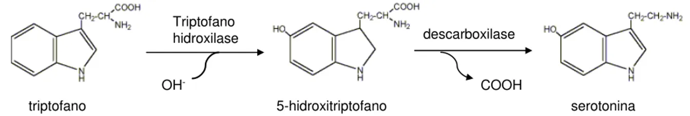 Figura 5 - Via de produção de serotonina. 