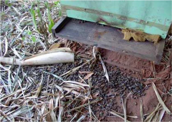 Figura 5. Abelhas mortas em apiário – Foto  enviada por colaborador. 