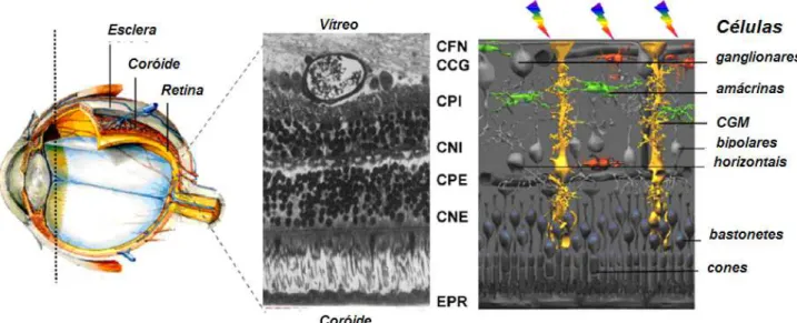 Figura 2  -  Estrutura e organização da retina. CFN: Camada de Fibras Nervosas, CCG:  Camada de Células Ganglionares, CPI: Camada Plexiforme Interna, CNI: Camada Nuclear 