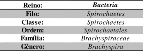 Tabela  1 Classificação taxonômica  do  gênero  Brachyspira sp.  Reino:  Bacteria  Filo:  Spirochaetes  Classe:  Spirochaetes  Ordem:  Spirochaetales  Família:  Brachyspiraceae  Gênero:  Brachyspira  2.2  Disenteria Suína 