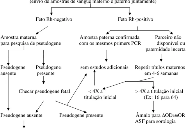 FIGURA  6  -  Algorítimo  para  determinação  da  presença  ou  ausência  do  antígeno  Rh  fetal  quando  o  pai  é  heterozigoto