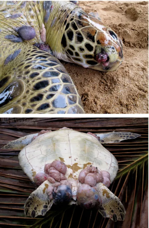 Fig. 1 &amp; 2 . Neritic juvenile green turtles afflicted by fibropapillomatosis Neritic juveniles, sub-adults and males of both 