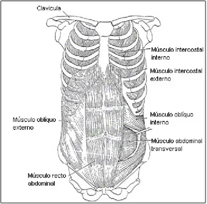 Figura 2. Músculos abdominais (Phillips, 1992).  
