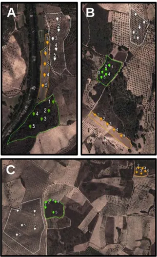 Figure 1. Study sites (A: Guribanes; B: Paradela, and C: Cedães). 