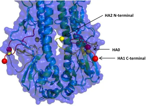 Figura  2  –   Comparação  entre  as  estruturas  sobrepostas  da  hemaglutinina  precursora  (HA0)  e  da  hemaglutinina clivada (HA1+HA2), onde a subunidade que ficaria por trás foi omissa para melhor perceção  das cavidades