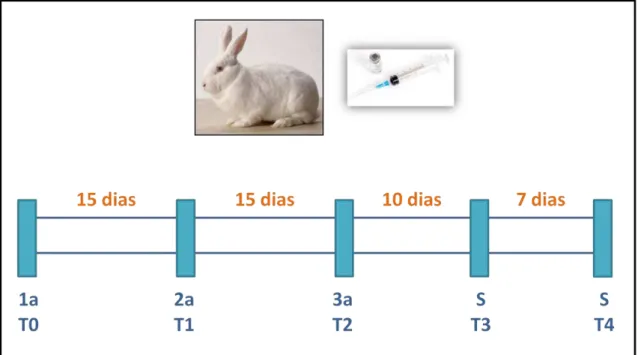Figura 2: Esquema da inoculação das proteínas recombinantes em coelhos para a produção de anticorpos  policlonais