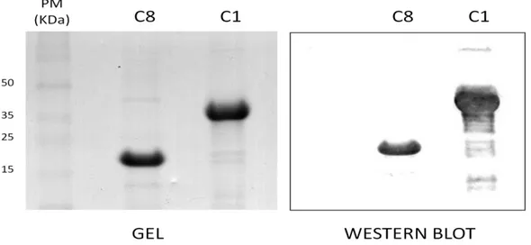 Figura 9: Gel SDS-PAGE a 12,5% com as proteínas após a purificação por cromatografia e membrana de  nitrocelulose contendo as proteínas recombiantes e Western Blot revelado com anticorpo anti-his