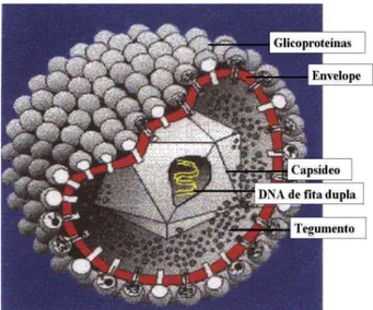 Figura  1.  Representação  dos  elementos  estruturais  dos  vírions dos herpesvírus. Todos os herpesvírus possuem 4  elementos  estruturais:  DNA  de  fita  dupla,  capsídeo,  tegumento  e  envelope