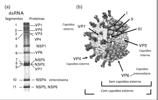 Figura 1. a) Perfil dos segmentos genômicos (dsRNA) vistos à eletroforese em gel de poliacrilamida  (esquerda) e as respectivas  proteínas  estruturais (VP)  e não estruturais (NSP), codificadas por cada  segmento; b) estrutura  do vírion