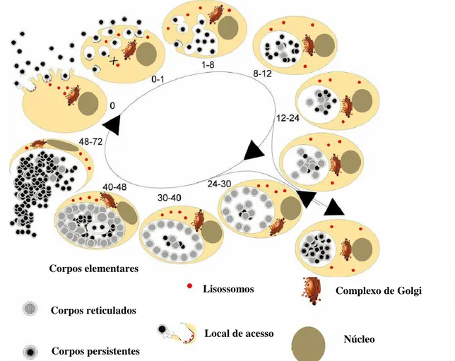 Figura 2  – Ciclo de desenvolvimento de Chlamydiaceae. Os números referem-se às horas após a infecção  (Geens et al., 2005)