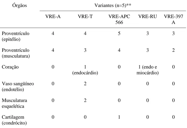 Tabela 4. Órgãos positivos para VRE pela imunoistoquímica de acordo com as diversas  variantes do VRE utilizadas*