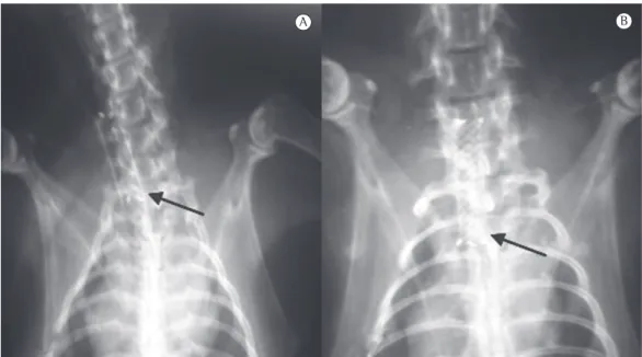 Figure 1 - Rabbit neck and chest X-rays showing the stent immediately after its release (in A) and 30 days  after its placement (in B)
