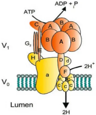 Figura	
   1.	
  Figura	
  esquemática	
  da	
  H + 	
  ATPase	
  renal	
  com	
  suas	
  subunidades:	
  o	
  