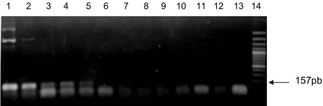 Figura 12. Sensibilidade analítica da PCR utilizando como molde clone plasmidial plasmidial  do vírus BVDV I amostra NY/1/ Eletroforese em gel de agarose 1,5% Canaleta 1 a 14: canaleta  1 150ng, canaleta 2: 15ng, canaleta 3: 1,5ng, canaleta 4: 150pg, canaleta 5: 15pg, canaleta 6:  1,5pg, canaleta 7: 150fg, canaleta 8: 15fg, canaleta 9: 1,5 fg, canaleta 10: 150ag, canaleta 11:  15ag, canaleta 12: 1,5ag, canaleta 13: controle mix canaleta 14: padrão de tamanho molecular 