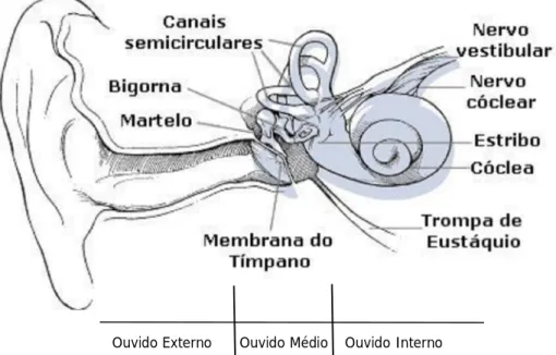 Fig. 11 – Anatomia do Ouvido Humano      Fonte: Adaptado de Arezes (2002) Ouvido Externo Ouvido Médio  Ouvido Interno 