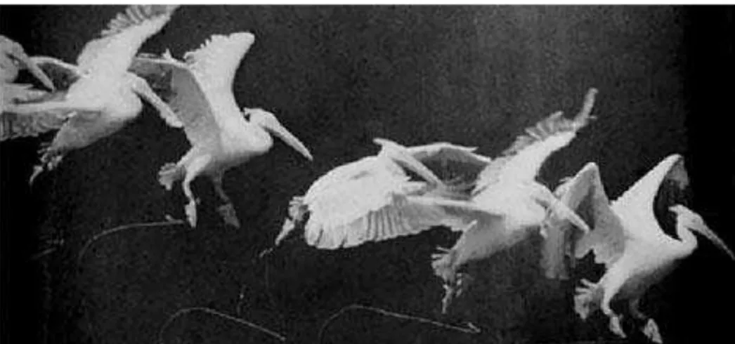 FIGURA 12  – Vôo do pelicano, pelo fuzil fotográfico de Étienne-Jules Marey (1882)   