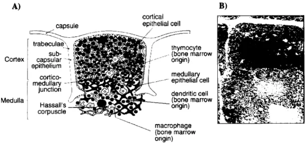 Figure 1- The Thymus: Its structure and its cellular content. The figure shows the histology  of the organ (B), and the distribution of the different cell types in the identifiable areas (A)