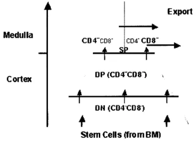 Figure 2: Differentiation along the T cell pathway in the Thymus 