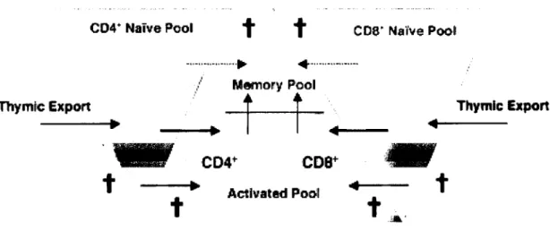 Figure 9: The peripheral T cell pool. Naive CD4*, naive CD8* and activated and memory compartments  of CD4* and  CD8* T cells must be considered