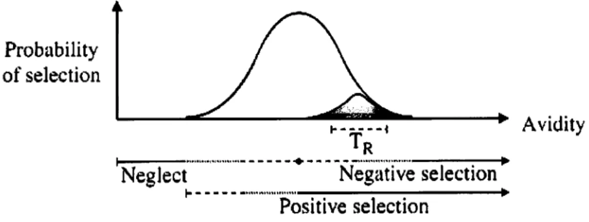 Figure 11: Thymic selection of regulatory T cells. The figure illustrates a theory for thymic selection of regulatory T cells  (see text)