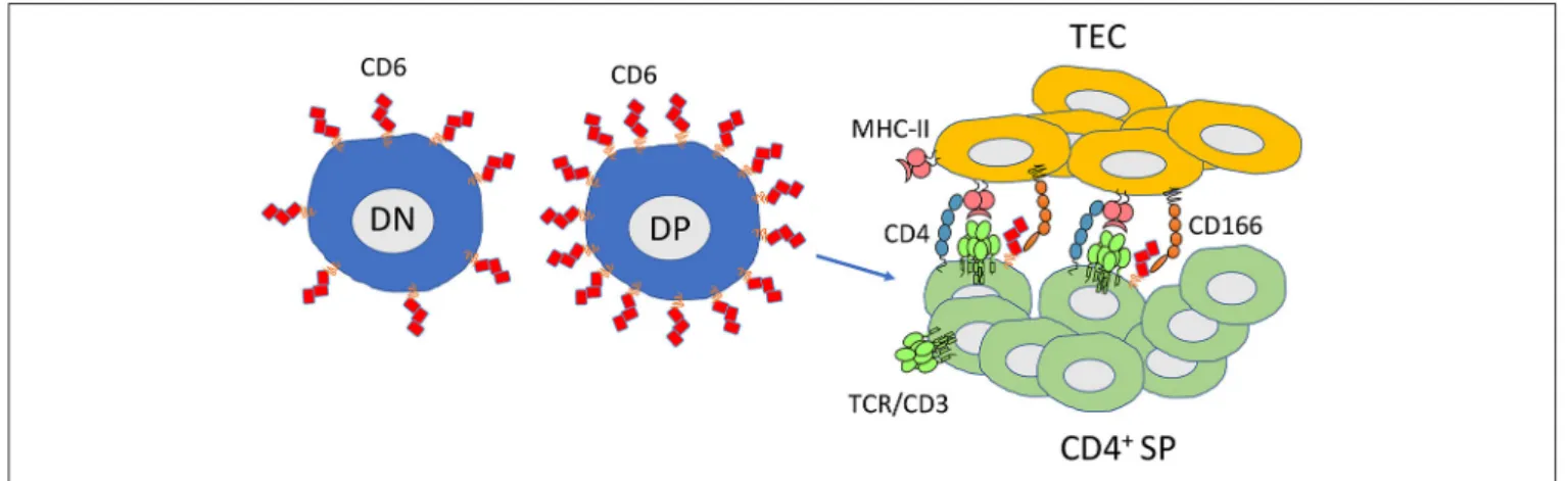 FIGURE 2 | CD6 favors thymocyte differentiation and maturation and is required for selection of thymocytes with high-avidity TCRs